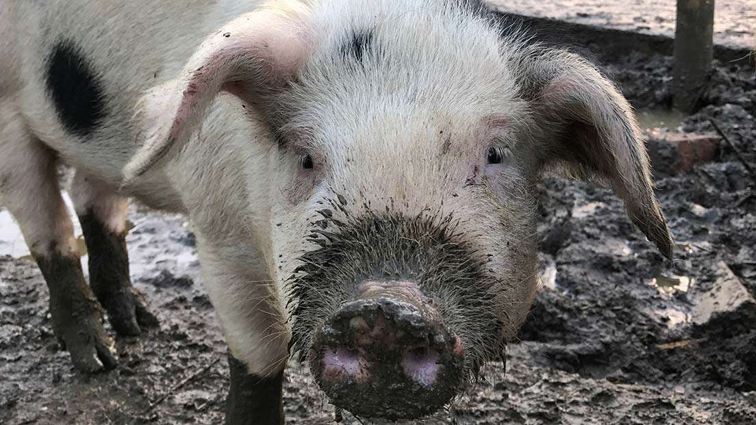  Bath City Farm