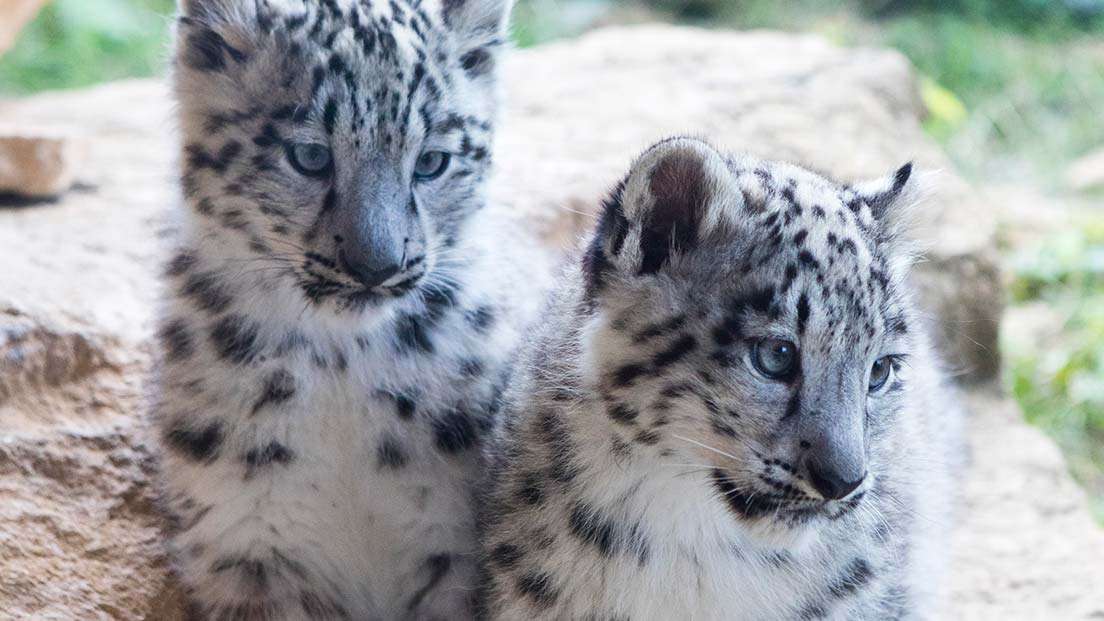 Twycross Zoo