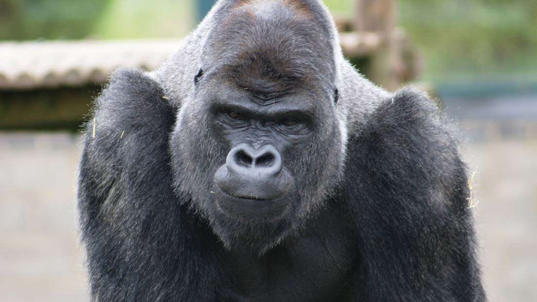 Twycross Zoo