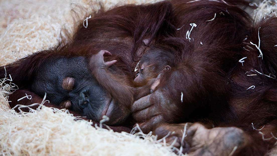Twycross Zoo