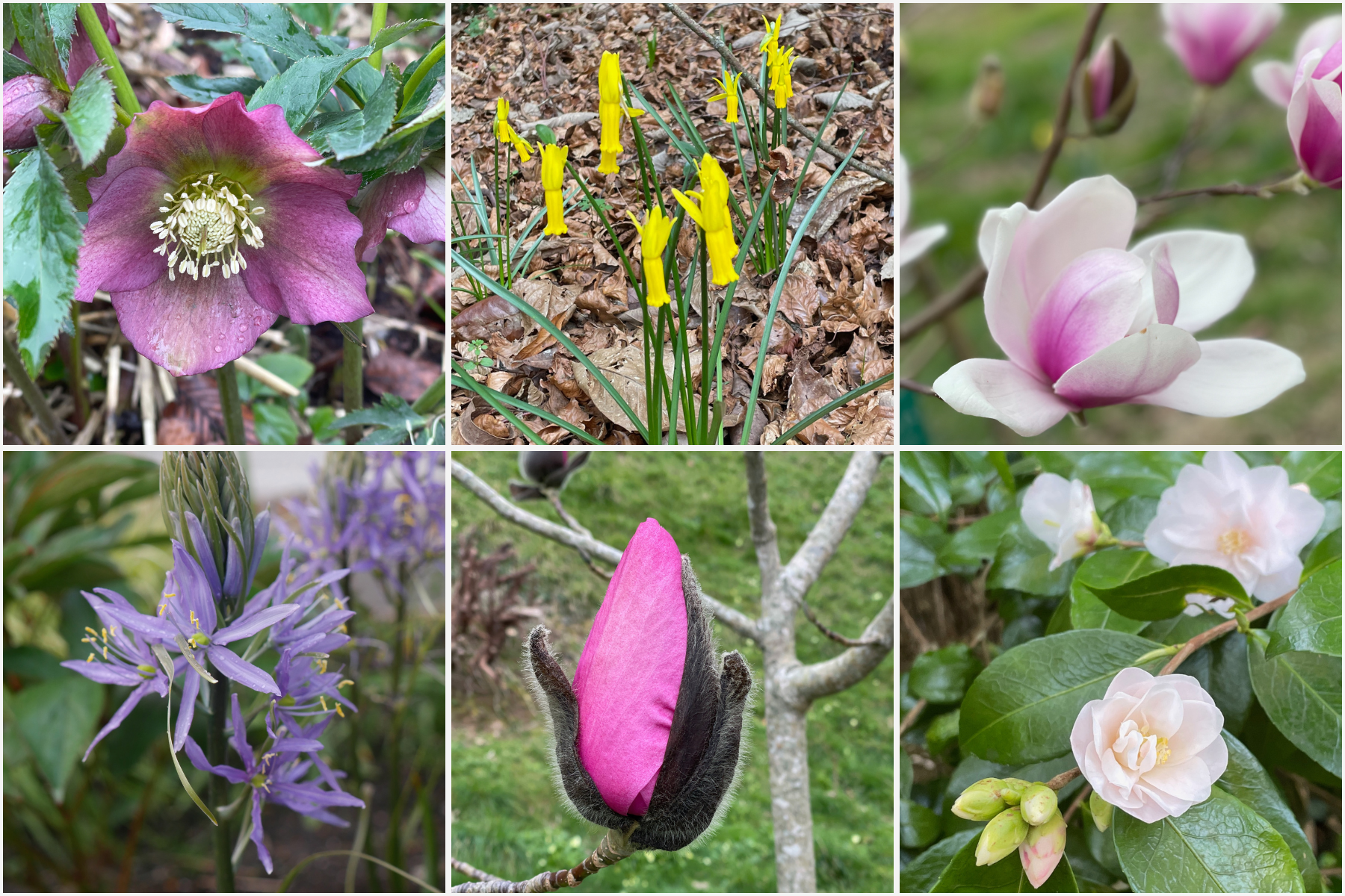 Notes from the Garden