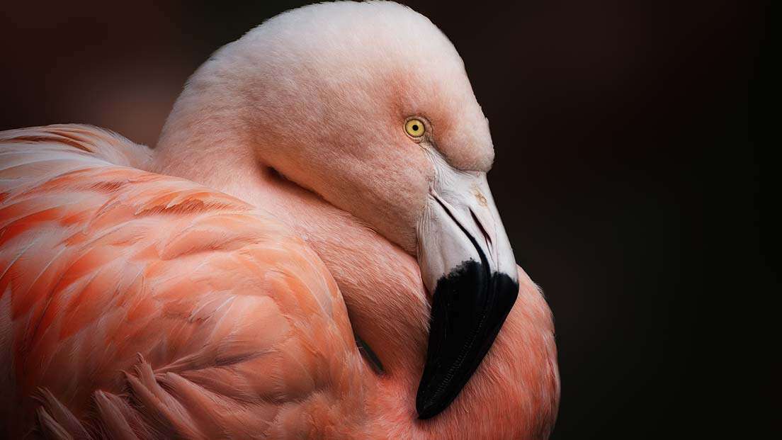 Jersey Zoo