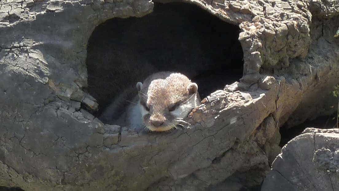 New Forest Wildlife Park & Otter Sanctuary Experience