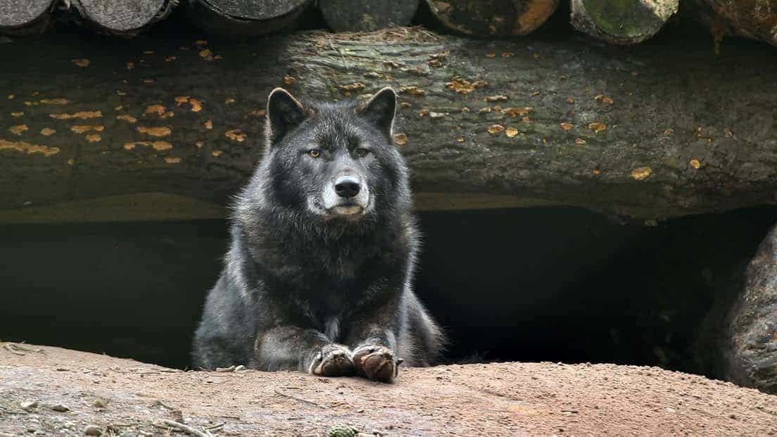 New Forest Wildlife Park & Otter Sanctuary Experience
