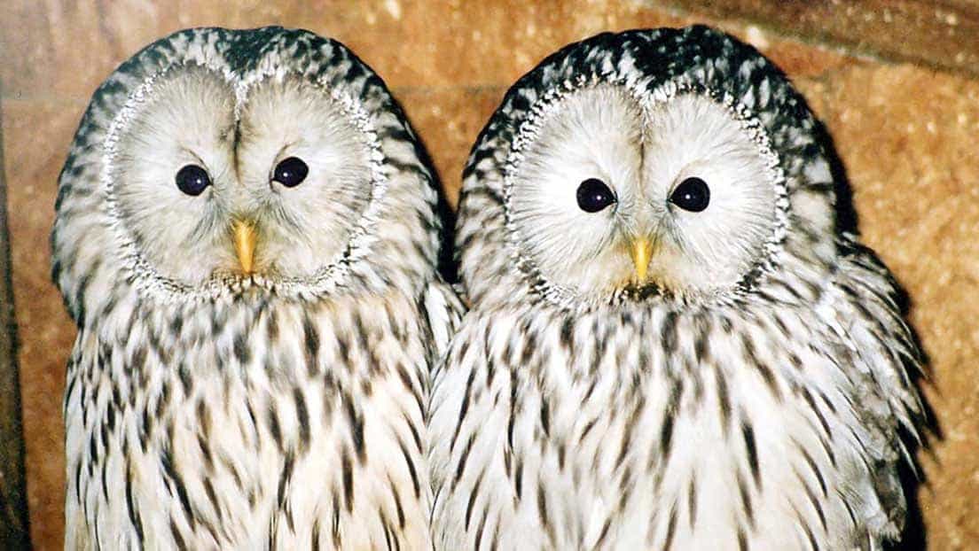 New Forest Wildlife Park & Otter Sanctuary Experience