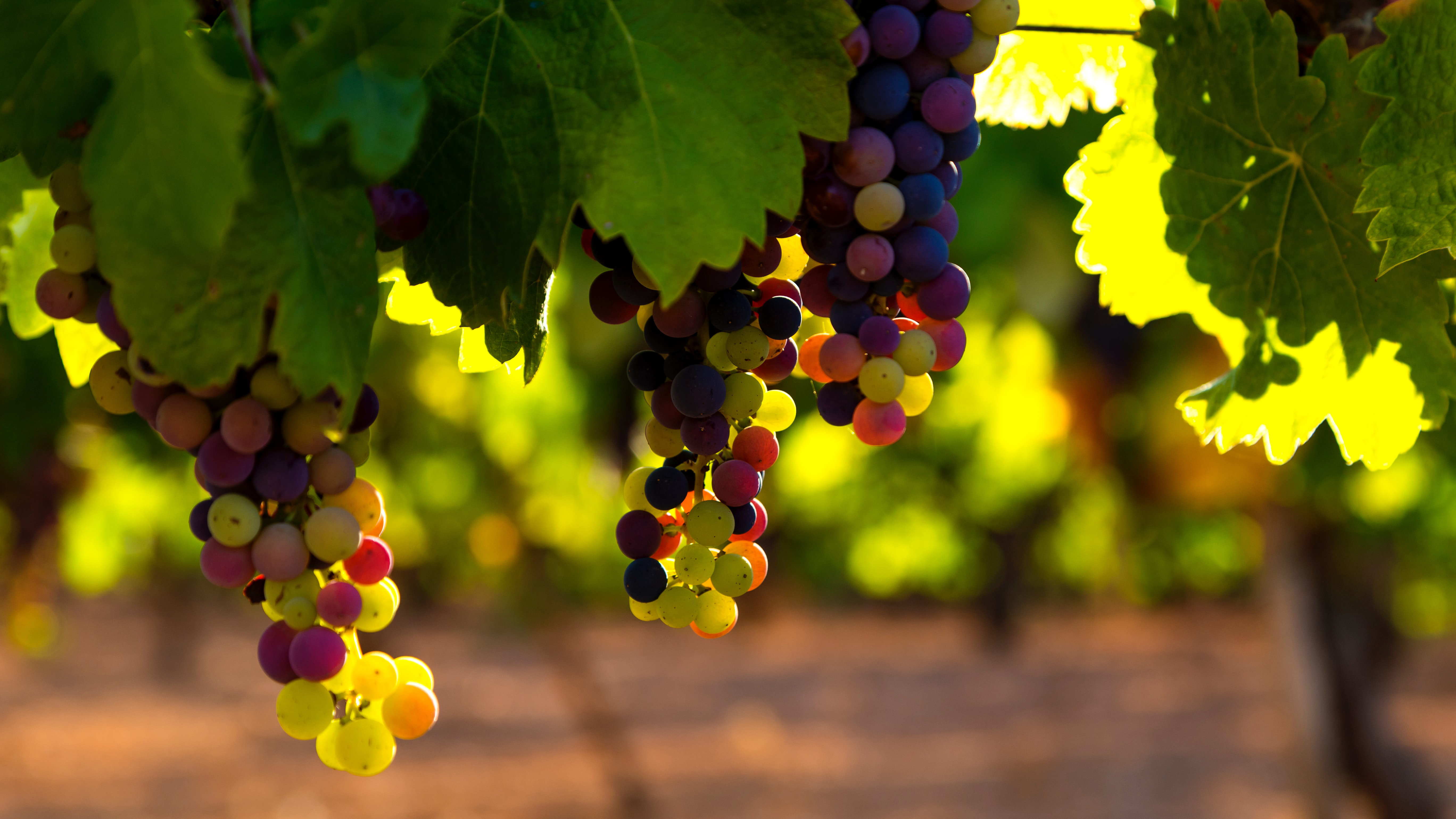 Setley Ridge Vineyard