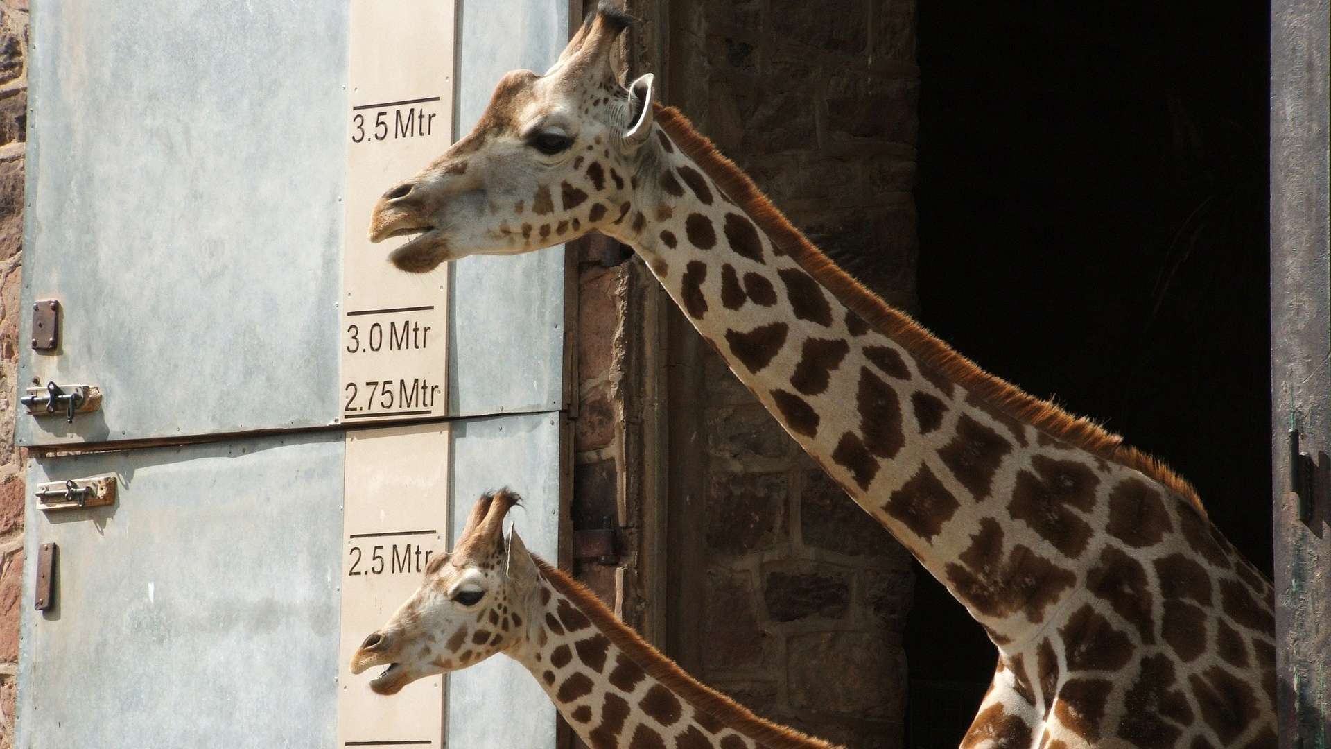 Chester Zoo