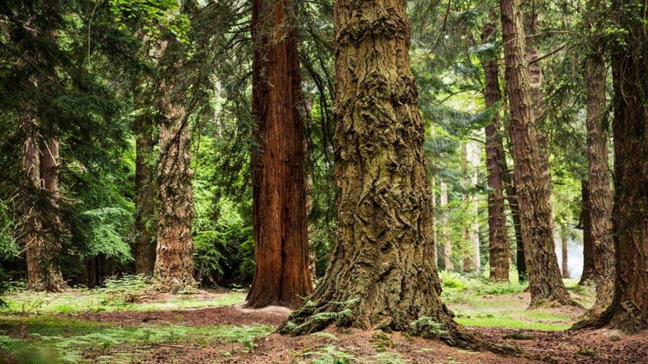 REDUCING ENVIRONMENTAL IMPACT