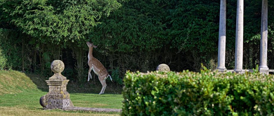 Deer & Wildlife Photography