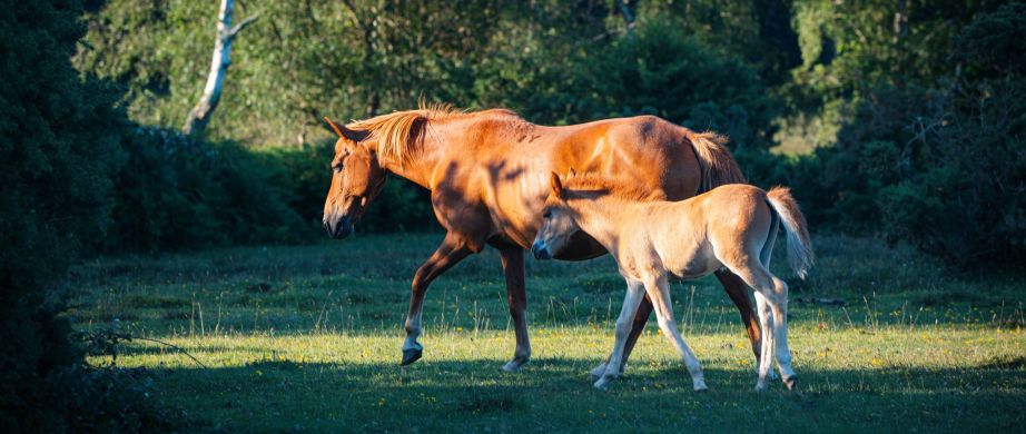 Guided Wildlife Tour of the New Forest