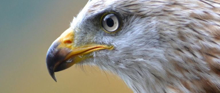 Falconry & Fizz