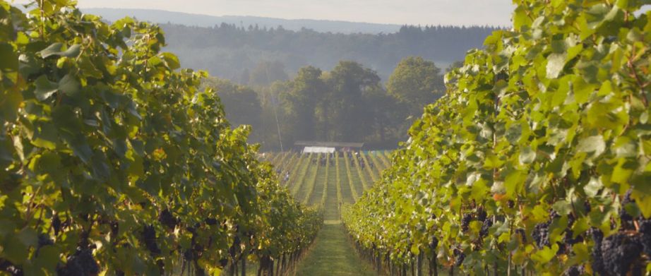 Albury Organic Vineyard